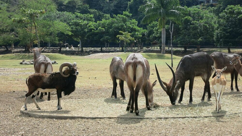 Zoofari Teacalco